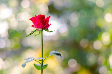 Sevgililer Günü konsepti için renkli bokeh ile kırmızı tomurcuk gül kısmi odak.