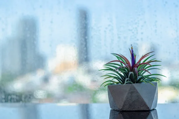 Impianto Aria Tillandsia Vaso Moderno Mette Accanto Alla Finestra Che — Foto Stock