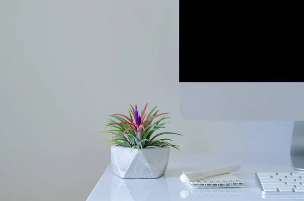 Air plant - Tillandsia plants in modern pot put on desk with modern office stationery.
