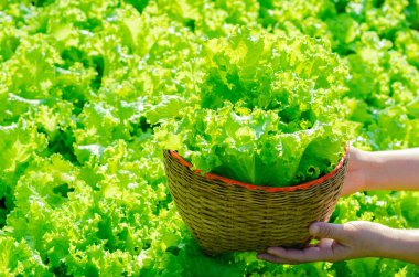 Bahçeden taze organik sebzelerle dolu ahşap sepet..