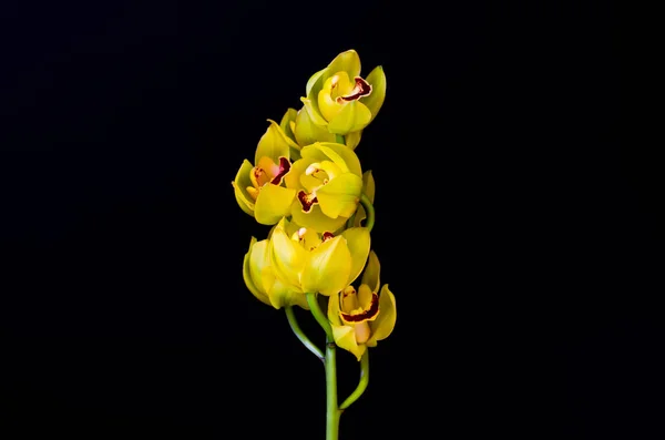 Virágzó Fürt Sárga Színű Cymbidium Orchideák Fekete Háttér — Stock Fotó