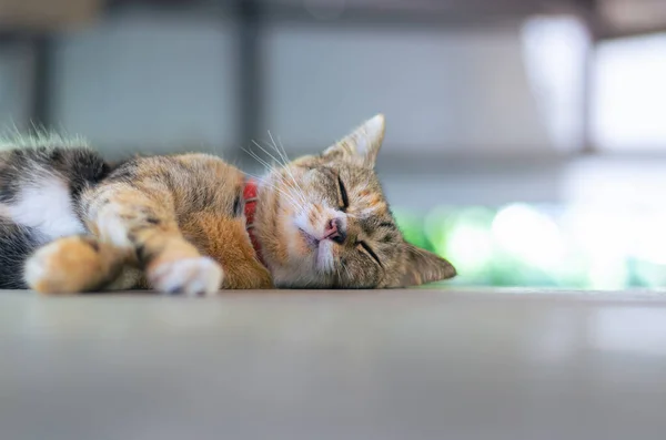 Adorable Gato Color Marrón Doméstico Relajándose Mesa Casa —  Fotos de Stock