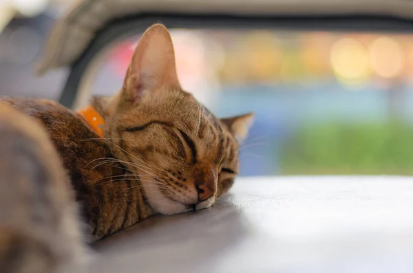 Adorable Gato Doméstico Color Marrón Relajándose Sofá Casa —  Fotos de Stock