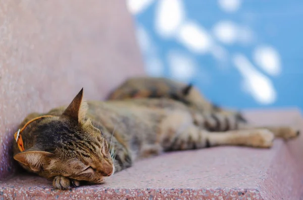 Adorável Dois Gatos Domésticos Cor Marrom Dormindo Mesa Mármore — Fotografia de Stock