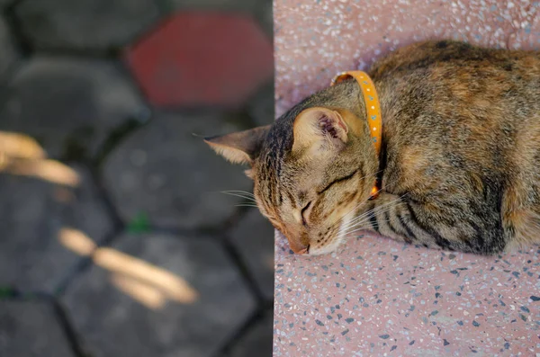 Adorable Gato Doméstico Color Marrón Relajándose Mesa Mármol Casa —  Fotos de Stock