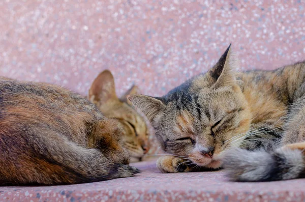 Чарівні Двокольорові Домашні Коти Сплять Мармуровому Столі — стокове фото