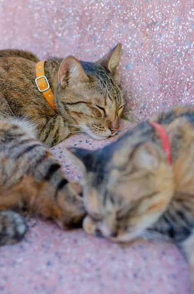 Enfoque Borroso Adorables Dos Gatos Domésticos Color Marrón Durmiendo Mesa —  Fotos de Stock