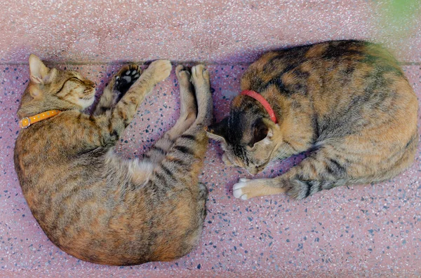 Adorável Dois Gatos Domésticos Cor Marrom Dormindo Mesa Mármore — Fotografia de Stock