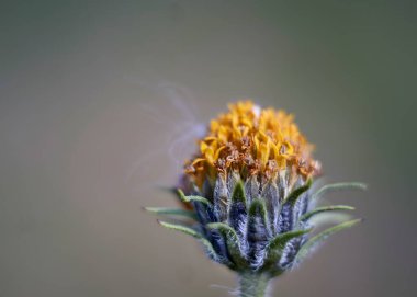                            Sonbahar sarı devedikeni ve biraz da tüylü. Lanet olası devedikenleri her yerde..