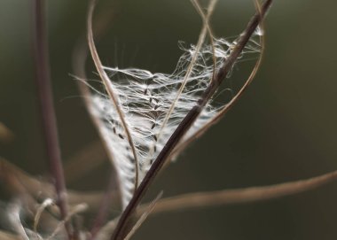                    Tohumlu kuru ot. Güzel saçların kuru ot gibi parmaklarımın arasından kayıp gidiyor..          