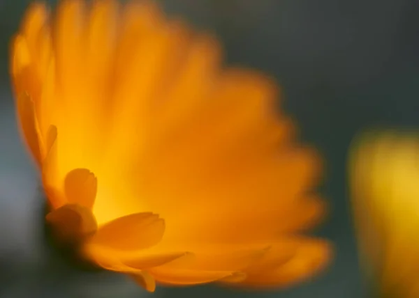 Calendula Comfrey Calendula Aid Healing Rosemary Pain — Stock Photo, Image