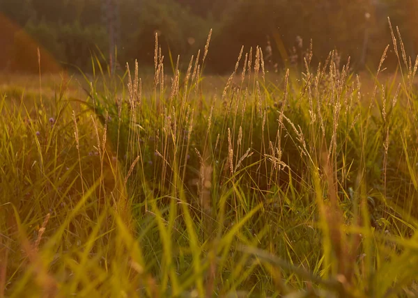 温暖的阳光下的天然草丛 — 图库照片
