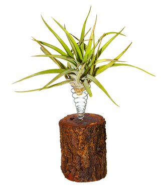Bir günlüğü üzerinde yükseltilmiş büyümesini tillandsia