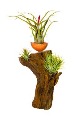 Dekoratif tillandsia houseplant