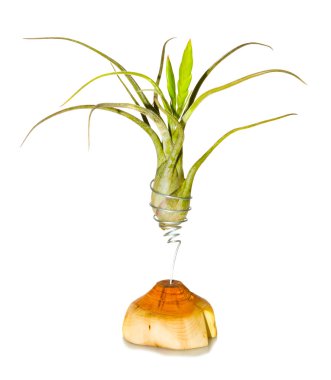 Tillandsia günlüğü üzerinde yükseltilmiş
