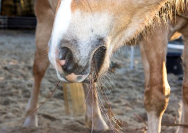 At ağzından dalları yiyor