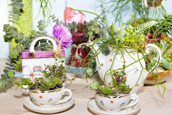 Succulents planted in cups and coffe pot — Stock Photo, Image