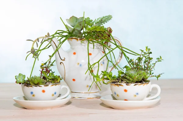 Succulents planted in cups and coffe pot — Stock Photo, Image