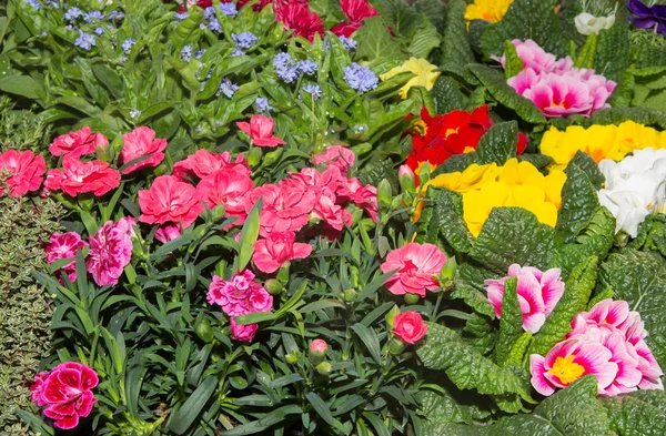Гиллифлауры и другие весенние цветы — стоковое фото