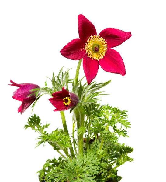 Pasqueflower o anemone prato su sfondo bianco — Foto Stock