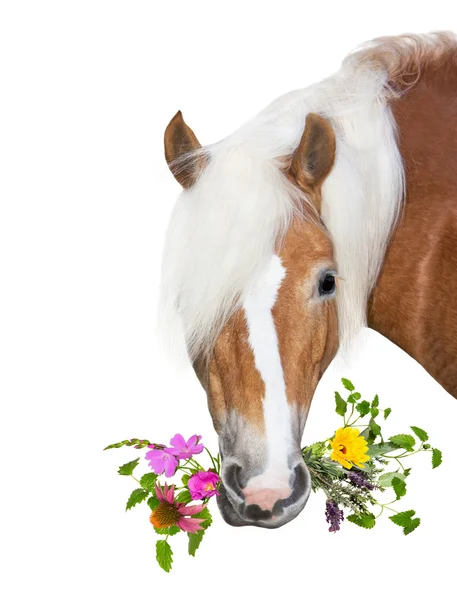 Belle cheval Haflinger avec des herbes naturelles dans la bouche Images De Stock Libres De Droits