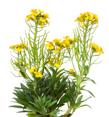 Sarı çiçekler Erysimum Cheiry bitki.