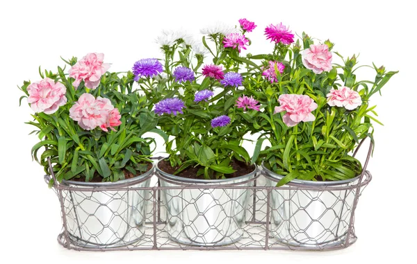 Aster e Dianthus flores envasadas em vasos de metal . — Fotografia de Stock