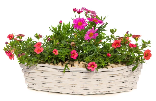 Margaridas e flores Petúnia em uma cesta branca . — Fotografia de Stock