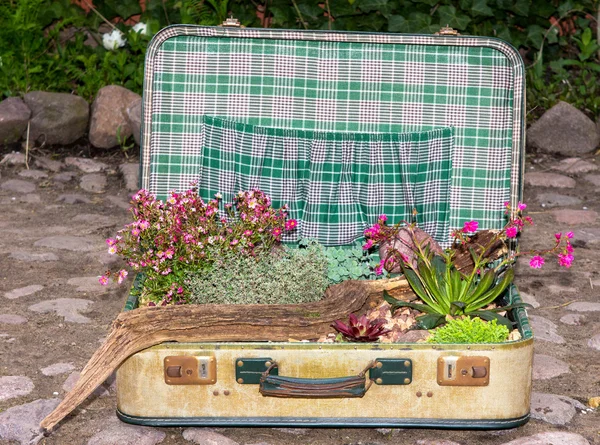 Decorative planted succulents in a suitcase.