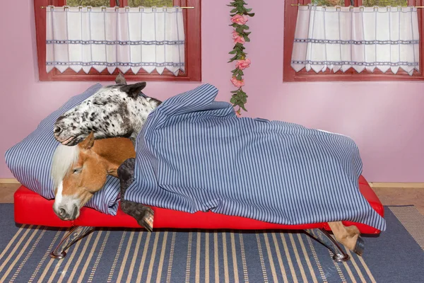 Dois doces e longos cavalos adormecidos estão dormindo na cama . — Fotografia de Stock