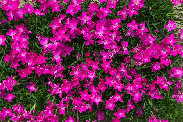 Крупный план ярких розовых цветов . — стоковое фото