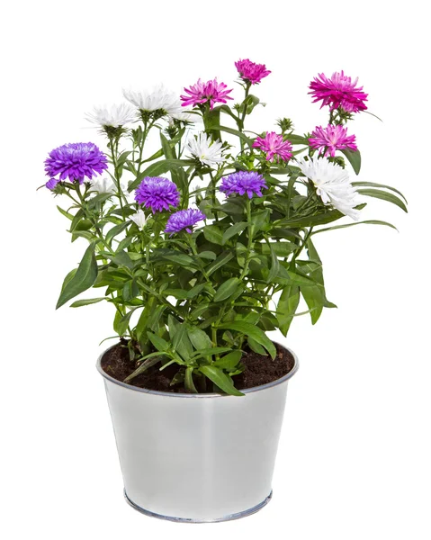 Bouquet di fiori d'Aster in vaso di metallo argentato — Foto Stock