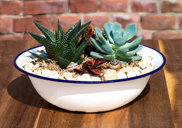 Stonecrop plants in a old enamel wasch bowl. — Stock Photo, Image