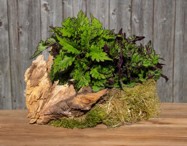 Ahşap bir masa üzerinde boyalı ısırgan.