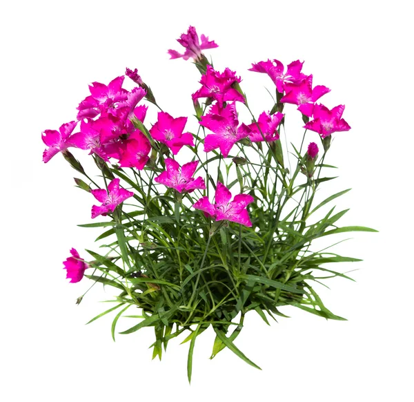 Garofano piuma o dianthus su sfondo bianco . — Foto Stock