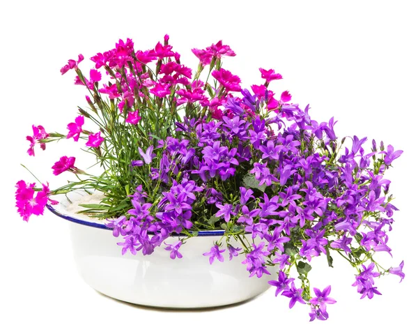 Alte weiße Waschschale mit Nelke und Glockenblumen. — Stockfoto