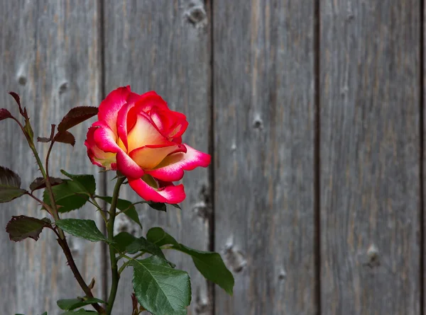 Deux roses colorées devant un fond en bois . — Photo