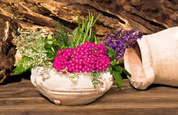 Decoratieve kruiden en specerijen uit de tuin. — Stockfoto