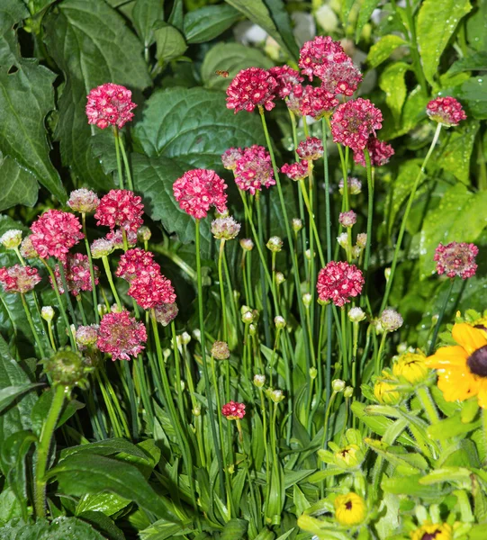 Armeria bloesems in de tuin. — Stockfoto