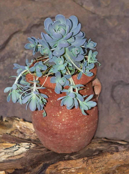 Cinese Dunce Cap in earthen pot. — Stock Photo, Image