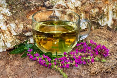 Tea or infusion of lythrum salicaria or purple loosestrife. clipart