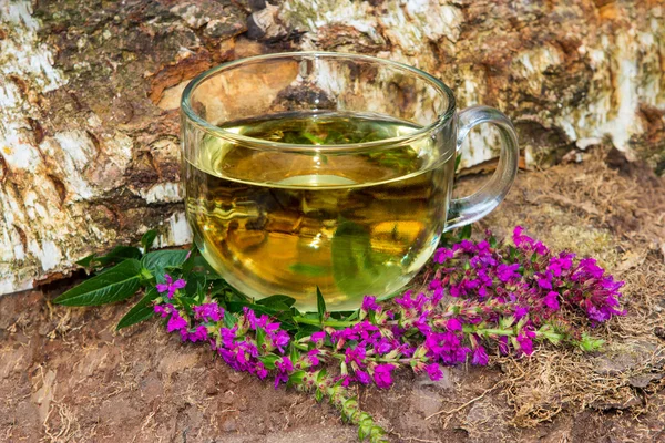 Thee of infusie van lythrum salicaria of paars loosestrife. — Stockfoto