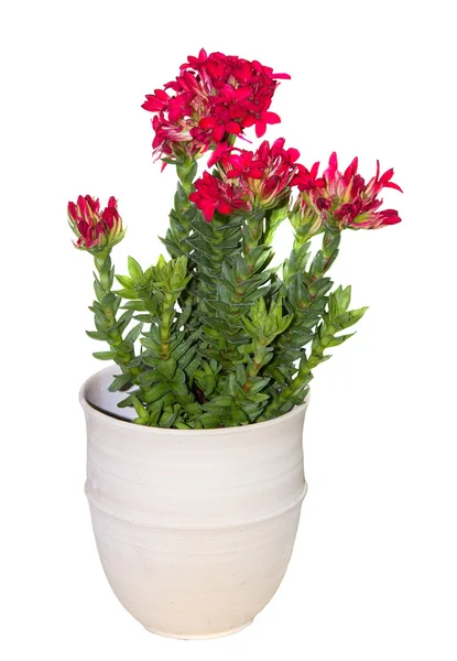 Un vaso di fiori con una pianta di crassula cotiledone . — Foto Stock