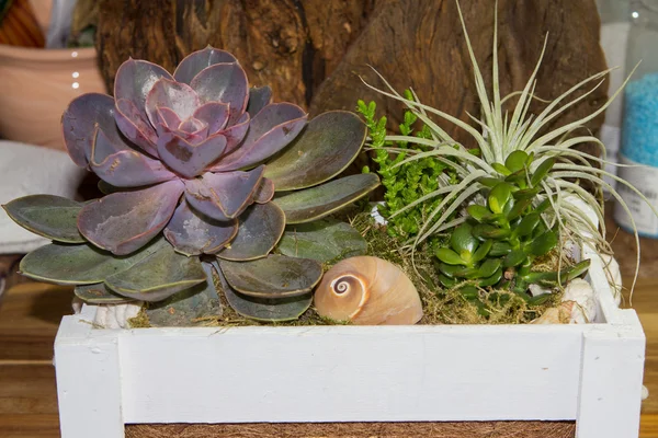 Fat plants in a wooden box. — Stock Photo, Image