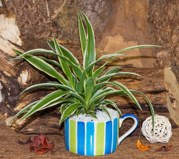 Spider plant in a colorful cup. — Stock Photo, Image