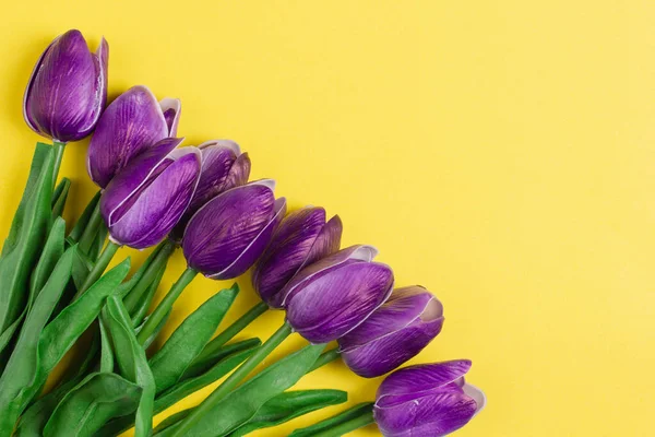 Hermosos Tulipanes Morados Yacen Sobre Fondo Amarillo Imagen de archivo