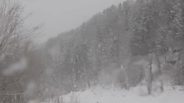 Tle Lasu Jest Silny Śnieg — Wideo stockowe