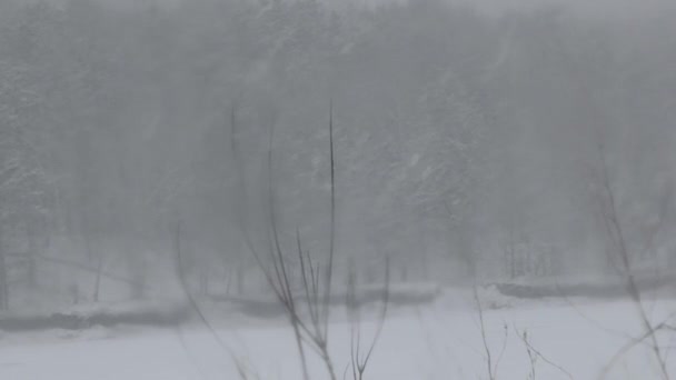 森林的后面下着大雪 — 图库视频影像