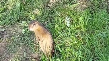 Sincap yuvasında saklanır ve sonra dışarı çıkar.