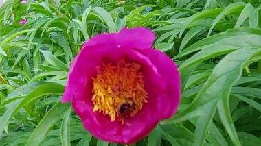 Pembe çiçeğin içindeki yaban arısı sarı pudinglerden polen toplar.